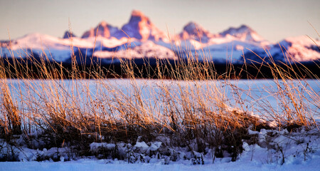 Wild Grass Weeds Sunset Tetons Teton Mountains in Background Beautiful