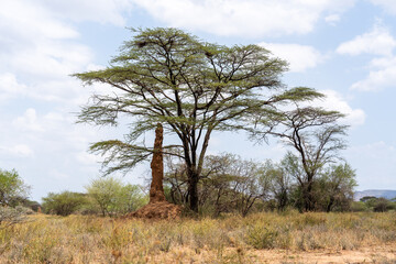  Ethiopia, Termite mound between trees.