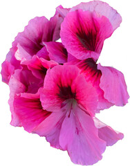 pink geranium flower isolated