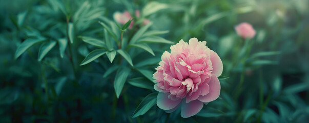 Serene Pink Peony Bloom Against Lush Green Background