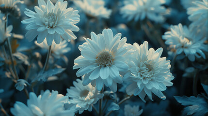 Serene Blue Daisy Blooms in Natural Garden Light