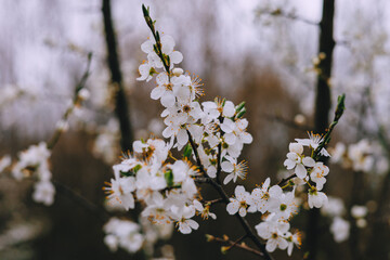 Cherry Plum Blossom in Early Spring, Selective Focus, Blurred Background - 780050005