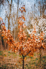 Spring Blooming Trees, Blurred Background, Selective Focus - 780050041