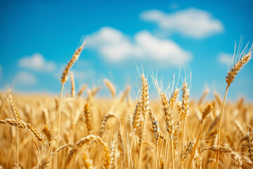 Fototapeta premium Golden Wheat Field Under Sunny Blue Sky