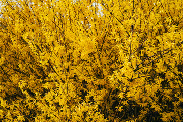 Blooming Yellow Forsythia Bushes - 780050089