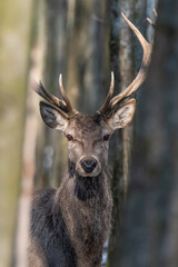 Red deer in the deciduous forest in winter