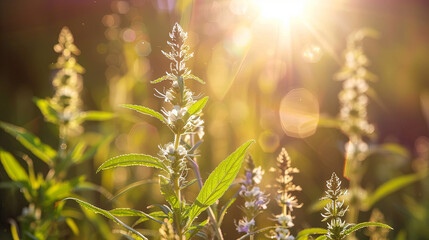 Blooming ragweed acts as an allergen for individuals with allergies during the warm season - obrazy, fototapety, plakaty