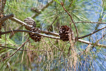 Pine cones hanging on tree branch against blue sky - 780052264