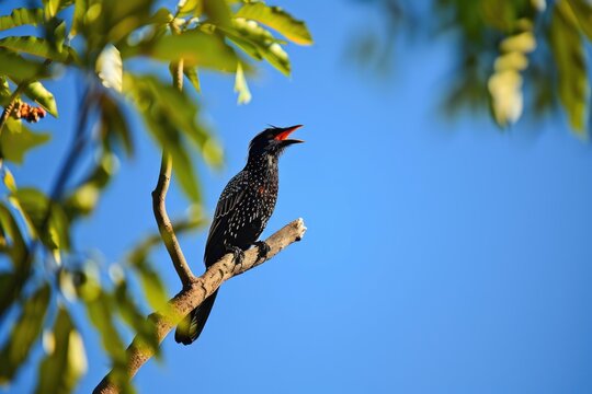 A koel bird perched on a branch, heralding the arrival of the Sinhala New Year with its distinctive call, against the backdrop of a clear blue sky and lush tropical foliage.