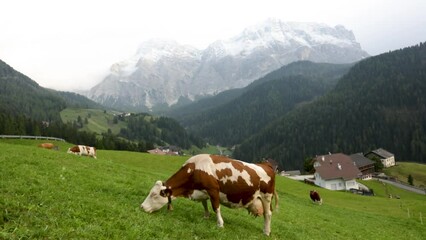 Herd of cows in a meadow in the Alps , Italy