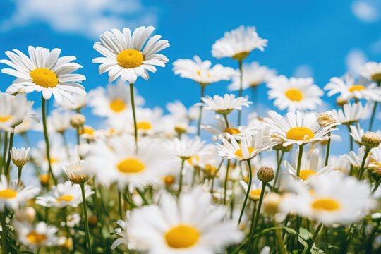 A garden filled with daisies and other wildflowers, the white and yellow blooms painting a beautiful summer landscape, capturing the simplicity and cheerfulness of these natural summer blooms.