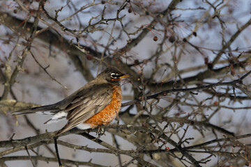Robin in the Crab Apples