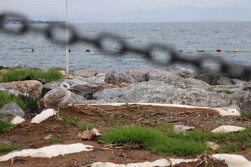 Fototapeta premium seascape and a seagull in İstanbul