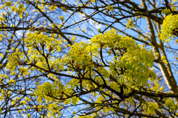 Acer platanoides, commonly known as Norway maple in spring blossom