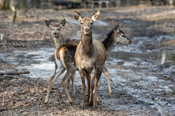 Naklejka na ściany i meble Red deer, males and females in the deciduous forest in winter