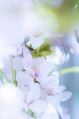 Białe i różowe kwiaty wiśni (Japanese cherry Amanogawa), tło kwiatowe © anettastar