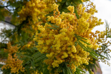 Spring blossom of acacia dealbata, silver wattle, blue wattle or mimosa, species of flowering plant in legume family Fabaceae