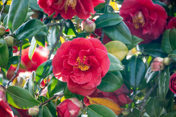 Big flowers of Camellia shrub or tree, flowering plant, close up