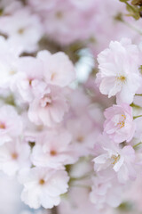 Fototapeta na wymiar Białe i różowe kwiaty wiśni (Japanese cherry Amanogawa), tło kwiatowe