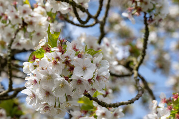 Spring blossom of cherry tree in orchard, floral  nature landscape