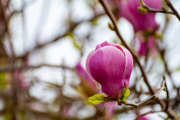 Blue sky and pink blossom of Magnolia stellata tree in spring