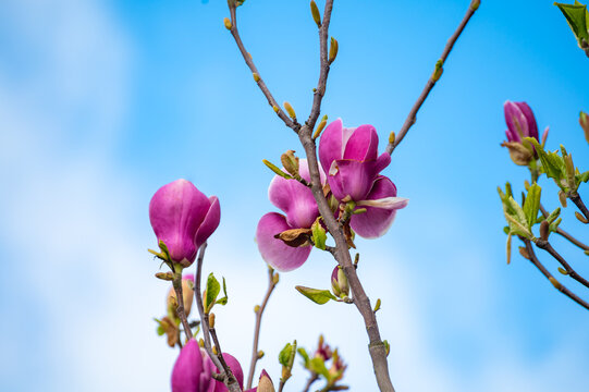 Blue sky and pink blossom of Magnolia stellata tree in spring