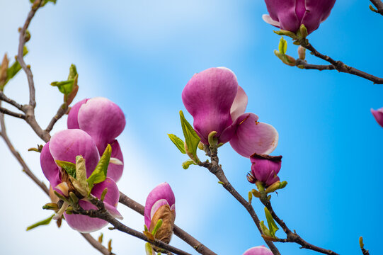 Blue sky and pink blossom of Magnolia stellata tree in spring
