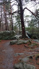 autumn in the forest