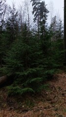 Spruce in the forest