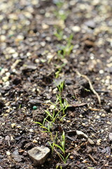 young carrot seedling potting soil spring