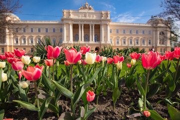 Flowerbed with tulips in front of Ivan Franko National University of Lviv