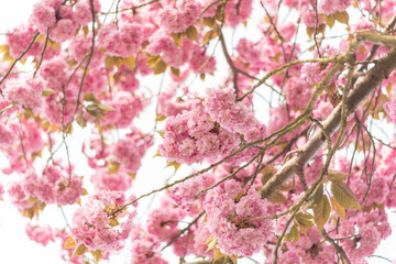 pink cherry blossom in spring,Beautiful pink cherry blossom, Sakura flower at full bloom, soft focus on the pink cherry bloom, background with sakura flower 