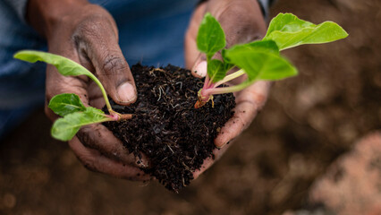 plant in hand