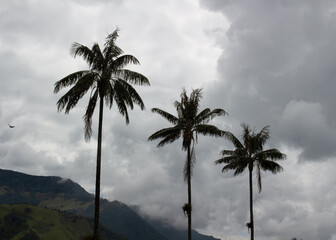 landscape mountain palm trees in the clouds silhouette