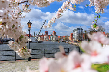 Spring flowers blooming on the trees over the Motlawa river in Gdansk. Poland