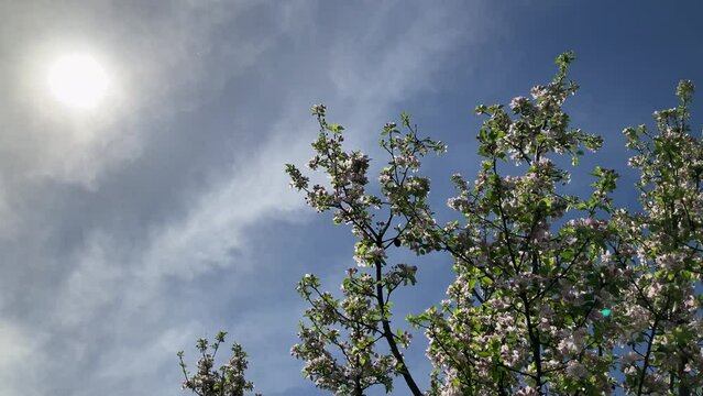 Blue sky, sun, white clouds and moving by wind branches of apple fruit tree in full bloom with white and pink flowers and buds on sunny and windy spring day.