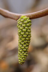 The delicacy and texture of walnut bud, male flower buds of Carpathian Walnut; Juglans Regia; closeup photography