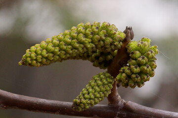 Branch with male flower buds and young carpathianwalnut leaves; Juglans Regia; closeup photography