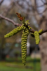 Branch with male flower buds and young carpathian walnut leaves; Juglans Regia; closeup photography