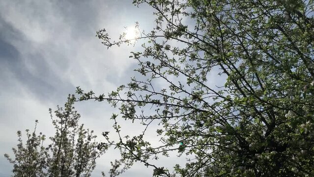 Blue sky, sun, white clouds and moving by wind branches of apple fruit trees in bloom with white and pink flowers and buds on sunny and windy spring day. Topics: blooming, springtime, beauty of nature