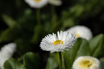 macro picture of beautiful daisy flowers with bokeh