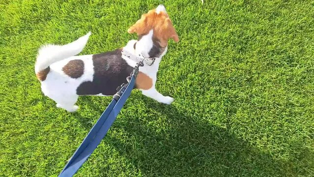 Beagle dog walking on green lawn in spring. Dog on a stroll with his master. The concept of training a canine to obedience and walking on a leash