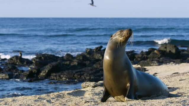 Sea Lion and her juvenile crawling on San Cristobal Island's beach. 