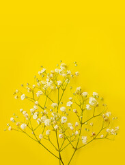 White sprigs of gypsophila on a yellow background with copy space for text or design. Greeting card Happy birthday, Mother's day, happy Wedding day. Invitation.