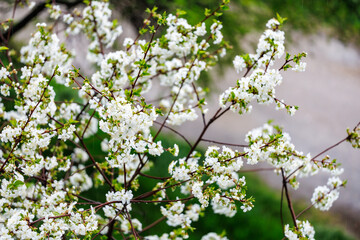 A tree with white flowers is in the foreground