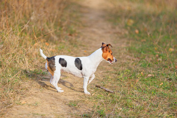 A cute Jack Russell Terrier dog walks in nature. Pet portrait with selective focus and copy space