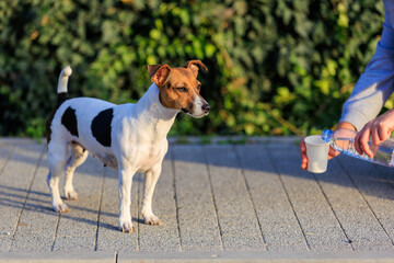 The concept of giving a dog something to drink in the heat. Caring for animals. Pet portrait with selective focus
