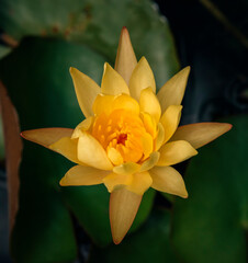 yellow water lily in a pond