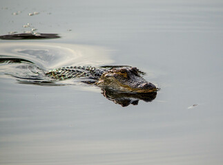 alligator in the water