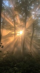 Sunlight Peeking Through Trees in Woods